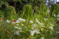 An annual wild flower meadow with Ammi majus, Papaver rhoeas, and Centaurea cyanus with clipped Taxus baccata behind at Bourton House, Gloucestershire.