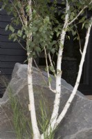 Betula Utilis Jacquemonti - West Himalayan birch tree