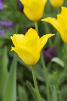 Tulipa 'West Point', bulb, an elegant, rich yellow, lily-flowered tulip that flowers in spring. An heirloom tulip dating back to 1915, it has distinctive, slightly twisted, pointed petals.