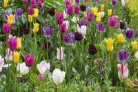 A mixture of tulips 'Esther' and 'Holland Chic', dusky 'Queen of the Night' and yellow 'West Point.'