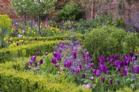A box-edged bed planted with a pink and purple blend of honesty and tulips: 'Ballade', 'Burgundy' and 'Pink Star'.