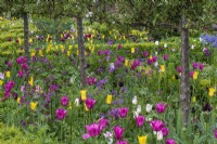 Pleached crab apples underplanted with pink honesty and tulips: pink 'Esther' and 'Holland Chic', dusky 'Queen of the Night' and yellow 'West Point.'