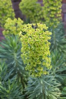 Euphorbia characias subsp. wulfenii, Mediterranean spurge, a spreading sub shrub that in spring bears large, rounded heads of golden green flowers