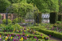 A Victorian walled garden has a central arbour, around which a formal arrangement of differently shaped, box edged beds emanate: planted with tulips, honesty, euphorbia and leafy perennials. Yew columns add permanence.