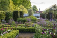 In a Victorian walled garden, an old glasshouse is seen over a formal arrangement of beds filled with purple honesty, tulips, euphorbia and roses. Yew columns add permanence.