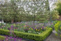 A line of pleached 'Evereste' crab apples rise above tulips, euphorbia and honesty, contained within a rectangular, box edged bed.