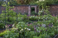 Step-over apple cordons and espaliered apples rest amidst tulips, honesty, camassias and leafy emerging perennials.