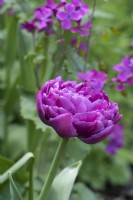 Tulipa 'Blue Diamond', a double late tulip with ruffled, peony style flowers that last well into May