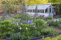 View to an old glasshouse, across square, rope-edged beds filled with tulips, camassias, centaurea, honesty, angelica and clematis scrambling up metal obelisks.