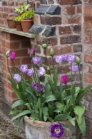 A terracotta pot of mixed tulips.
