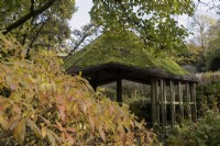 A wooden, moss covered summerhouse peeks from behind the foliage of a tree with leaves in autumn colours in a woodland garden. The Garden House, Yelverton. Autumn, November
