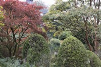A variety of trees and shrubs including acer palmatums and topiary trimmed hedges at The Garden House, Yelverton. Autumn, November