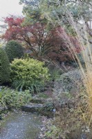 A moss covered path and steps leads up through a variety of shrubs to an acer palmatum Griseum. The Garden House, Yelverton. Autumn, November