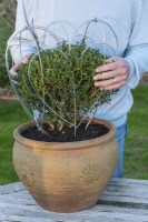 An evergreen Japanese holly bush, Ilex crenata 'Green Hedger', an alternative to box, is enclosed within the two halves of a 40cm high heart-shaped metal frame that are tied together.