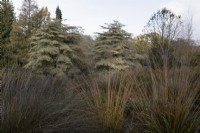A view of two Cornus contrversa variegata in the background with ornamental grasses in the foreground.  The Garden House, Yelverton. Autumn, November