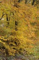 Fagus sylvatica - Beech trees autumn colour in mid November