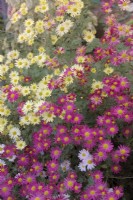 Chrysanthemum Nancy Perry - pink with Chrysanthemum Anne Ratsey - yellow and some reversion of C Anne Ratsey to C Nancy Perry