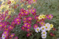 Chrysanthemum Nancy Perry - pink with Chrysanthemum Anne Ratsey - yellow and some reversion of C Anne Ratsey to C Nancy Perry