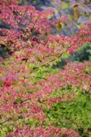 Euonymus alatus in autumn - mid November