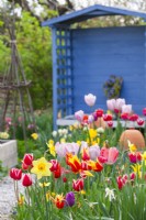 Spring border with tulips and daffodils with blue gazebo in the background.
