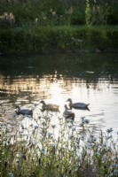 Family of ducks on a peaceful pond at dusk, Ox Eye Daisies in the foreground.