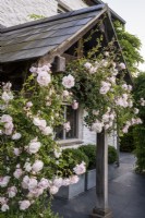 Rosa 'New Dawn' climbing over tiled porch on old cottage