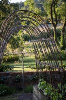 Willow hoop plant supports for runner beans in country vegetable garden