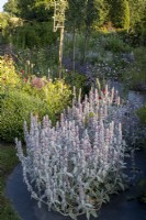 Stachys byzantina, Lamb's Ears in drift through summer borders, with Knautia macedonica and