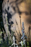 Shadows of Stachys byzantina and Linaria 'Canon Went' on large terracotta urn