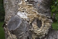 White flat mushroom growth on Corylus colurna 'Te Terra Red' - Turkish Hazel tree trunk in summer.