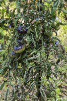 Solanum lycopersicum 'Great White' Tomato plant with insect damage in summer.