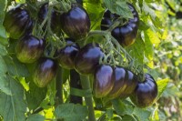 Solanum lycopersicum 'Atomic Fusion' Tomato plant in summer.