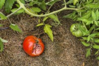 Partially eaten Solanum lycopersicum - Tomato in vegetable plot in summer.