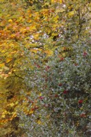 Fagus sylvatica autumn colour with a female holly - Ilex aquifolium in mid November