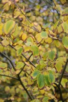 Corylopsis sinensis var. calvescens f. veitchiana - Chinese winter hazel -  autumn colour  in mid November