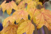 Acer wilsonii in autumn mid November