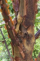 Acer griseum - Paperbark Maple tree trunk in summer.