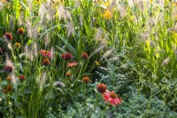 Mixed perennial planting of Echinacea 'Salsa Red' and Pennisetum alopecuroides grass