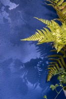 Dryopteris erythrosora - Japanese Shield Fern against a blue painted rendered wall