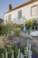 Period house and garden in summer.  Part of a sequence comparing the same scene in all 4 seasons.  Borders have Stachys byzantina and Nepeta 'Walker's Low' with Rosa 'Ballerina', Verbena bonariensis and Knautia arvensis beyond.