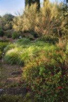 Mediterranean garden view with grassland and mass planting of drought tolerant plants, bushes and trees, grass as Pennisetum villosum, the bush on the right is Spartium junceum, Salvia greggii 'Royal Bumble' is on foreground. 

Italy, Tuscan Maremma, Orbetello
Autumn season, October
