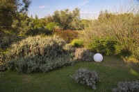 Mediterranean garden view with mass planting of drought tolerant plants, bushes and trees, the lawn with Ground cover of Lippia nodiflora var. canescens, different species of Lavandula or Lavender and decorative elements as white balls. 

Italy, Tuscan Maremma, Orbetello
Autumn season, October
