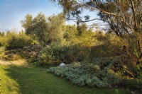 Mediterranean garden view with mass planting of drought tolerant plants, bushes and trees with Tamarix parviflora, Olea europaea or European Olive tree, Santolina chamaecyparissus and Rosmarinus officinalis or Rosmary and decorative elements as white balls. 