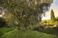Mediterranean garden with old Olive tree, Olea Europaea.
Ground cover: Arctotheca calendula, Arctotheca prostrata.

Italy, Tuscan Maremma, Orbetello
Autumn season, October
