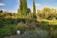 Mediterranean garden view with grassland and mass planting of drought tolerant plants, bushes and trees as grass Stipa tenuissima, Pennisetum villosum or Feathertop, Leymus arenarius or Lyme grass, Spartium junceum or Spanish Broom, Cupressus Sempervirens or Italian Cypress and decorative art object as white ball. 
Italy, Tuscan Maremma, Orbetello
Autumn season, October