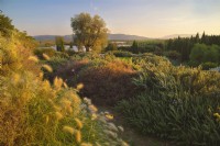 Overview of Mediterranean garden with mass planting of drought tolerant plants, bushes and trees with Pennisetum villosum or Feathertop grass on the left and Rosmarinus officinalis or Rosemary, Sarcopoterium spinosum on the right. 
Italy, Tuscan Maremma, Orbetello
Autumn season, October
