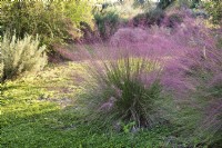 Pink flowering Muhlenbergia capillaris or the hairawn muhly grass in Mediterranean BotanicalDryGarden .