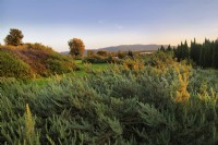 Mediterranean garden with mass planting of drought tolerant plants, bushes and trees including  Rosmarinus officinalis or Rosemary, on forground. 
Italy, Tuscan Maremma, Orbetello
Autumn season, October
