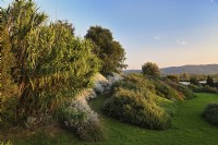 Overview of Mediterranean garden with mass planting of drought tolerant plants, bushes and trees, including Arundo donax, tall perennial cane or Spanish reed on the left. 
Italy, Tuscan Maremma, Orbetello
Autumn season, October
