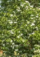 Sorbus alnifolia Red Bird, spring May